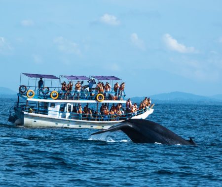 whale-watching-mirissa (1)